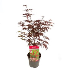 Acero Rosso Giapponese "Acer