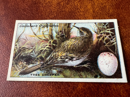 Gallaher birds nests eggs - birds,