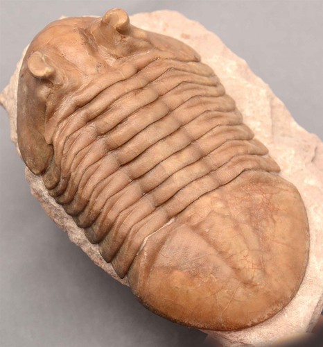 Asaphus kotlukovi tumidus - kotlukovi,