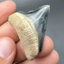 Gemma qualità dente - gemma,