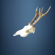 125CA  Trofeo di capriolo 345g