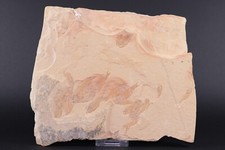 Gosiutichthys parvus Mortality Laney Member Lake Gosiute Wyoming WY COA 11426