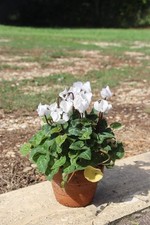 Set da 6 ciclamini in vari colori (in vaso da 11) - FOTO REALI