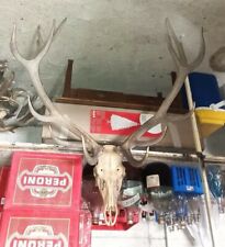 Trofeo di caccia (palchi e testa di cervo), ottime condizioni.