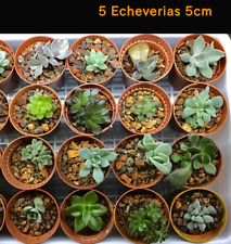 5 cm succulent 🌵 ECHEVERIAS