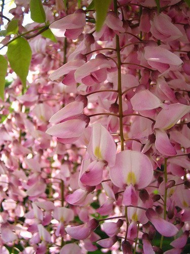 Glicine wisteria pianta - "wisteria",