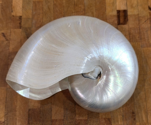 Nautilus conchiglia - nautilus,