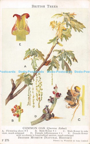R172431 british trees common - trees.,