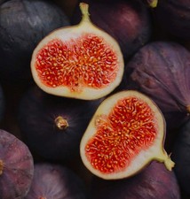 Ficus carica cv SAN MANGO