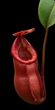 Nepenthes X Harryana Hybrid -