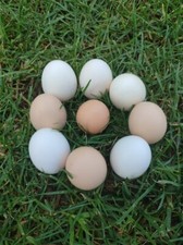 12 uova fertili galline MOROSETA