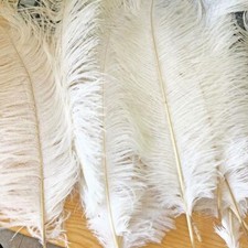 Piume struzzo bianche per - piume, di