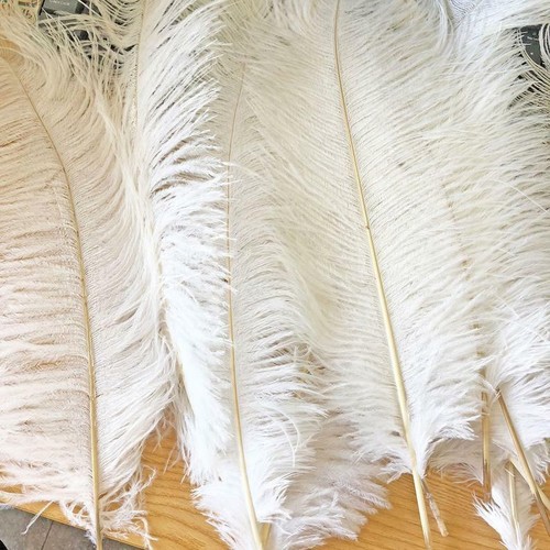 Piume struzzo bianche - piume,