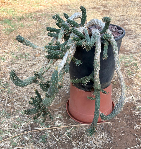 Euphorbia caput medusae - medusae,