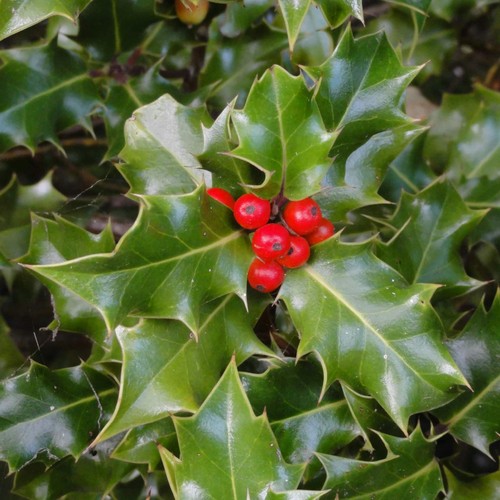 Agrifoglio natalizio ilex 50 - agrifoglio,