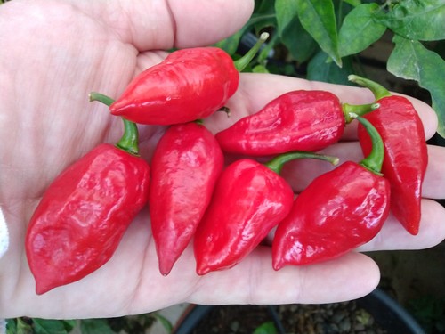 Semi peperoncino naga - 15,
