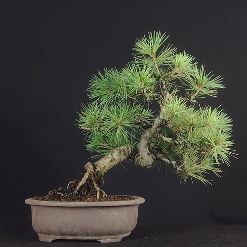 Bonsai pinus parviflora - bonsai,