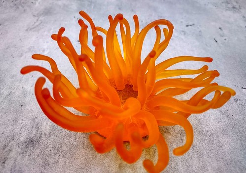 Anemone faux giallo - anemone, (1