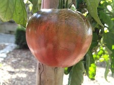 Black from Tula pomodoro nero