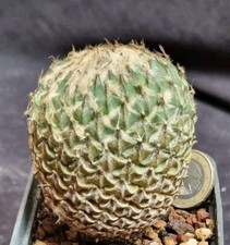 PELECYPHORA STROBILIFORMIS