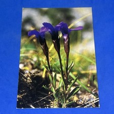 GENZIANA SFRANGIATA PARCO NAZIONALE DELLO STELVIO - CARTOLINA A COLORI