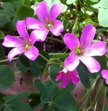 3 X PIANTE D'AMORE Oxalis rosa
