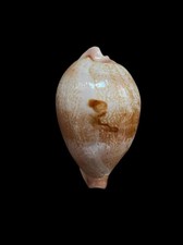 Seashell  Cypraea hirasei