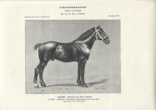 Stampa antica CAVALLO GABRI PULEDRO DA TIRO BRETONE 1908 Antique print