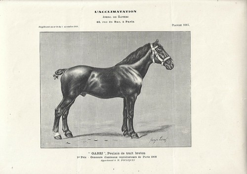 Stampa antica cavallo gabri - stampa,