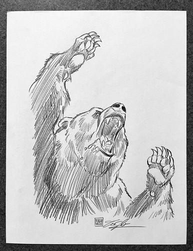 Grizzly bear schizzo matita - grizzly,