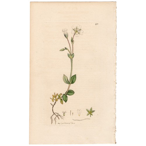 Antica botanica inglese 1798