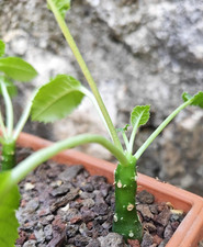 Dorstenia foetida e dorstenia
