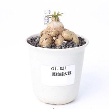 Vaso 9 cm raro Euphorbia