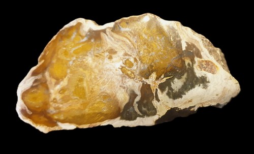 Fossile legno pietrificato - fossile***,