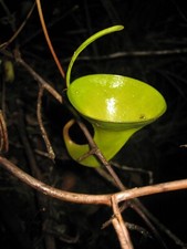 Pianta carnivora nepenthes - pianta,