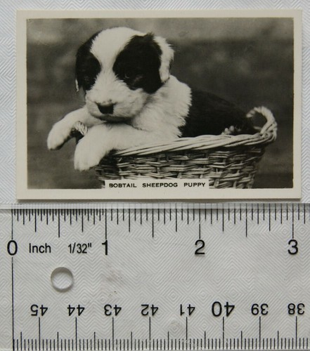 1939 senior service dogs - 1939, no
