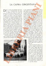 Viburno - La capra di girgentana.