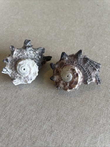 Astraea star shells - star,