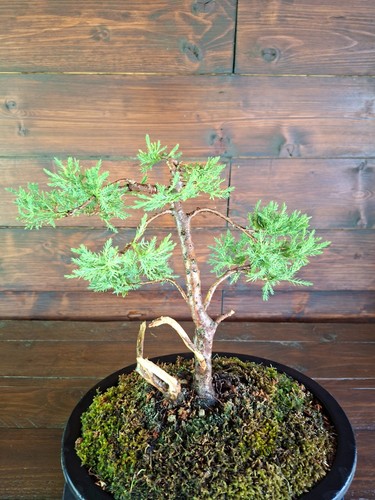 Bonsai ginepro visita - di, il