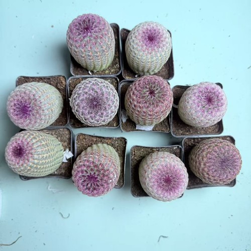 Pezzi cm echinocereus - 10,