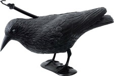 Corvo SPAVENTA PICCIONI da