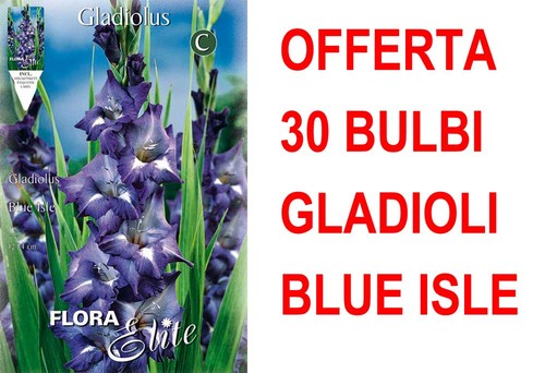 Offerta bulbi gladioli a - offerta,
