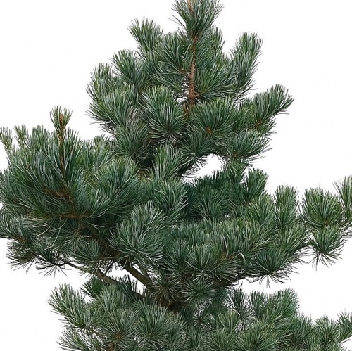 Pinus parviflora negishi - pinus,