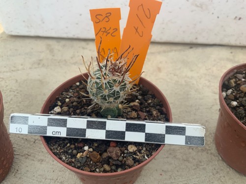 217 sclerocactus spinosior - sclerocactus,