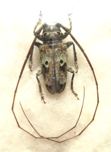 Prosopocera insignis 21 - a1,