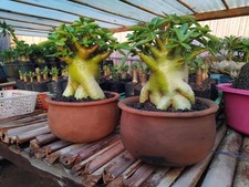 Adenium Arabicum Hybride Thai
