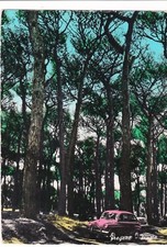 FREGENE: Pineta (con Fiat 600)   1967