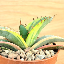 Agave titanota White ice f