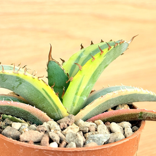 Agave titanota white ice - titanota, f