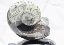 WHOLE Morocco Ammonite